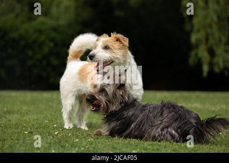 White and black dogs on the grass with dark background. Norfolk Jack Russell cross or Norjack and a Yorkshire terrier Jack Russel cross or Yorkie Russ Stock Photo