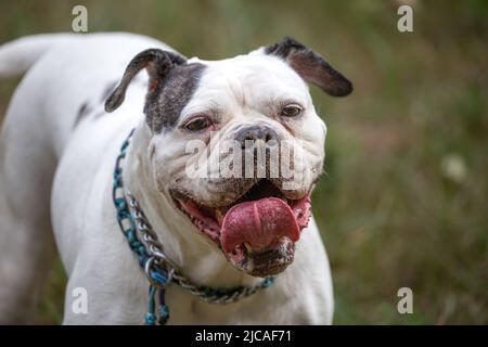 White bulldog standing while looking at camera with open mouth and tongue up Stock Photo