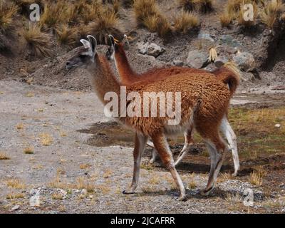 Couple of llamas on the prairies of Marcapomacocha in the Peruvian Andes Stock Photo