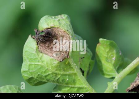 Potato late blight Phytophthora infestans infection focus in potato crop Stock Photo