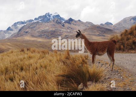 Wild llama on the prairies of Marcapomacocha in the Peruvian Andes Stock Photo