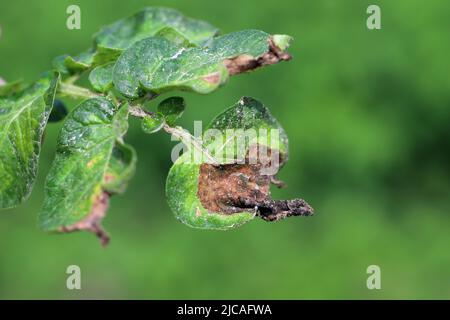 Potato late blight Phytophthora infestans infection focus in potato crop Stock Photo