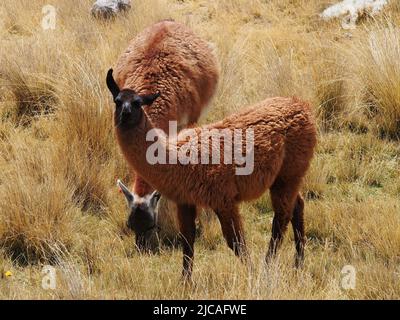 Wild llama on the prairies of Marcapomacocha in the Peruvian Andes Stock Photo
