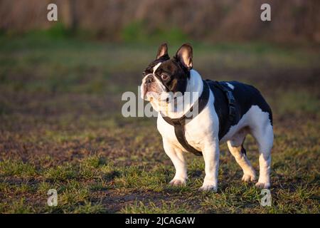 Funny looking French bulldog wearing harness standing on the grass Stock Photo