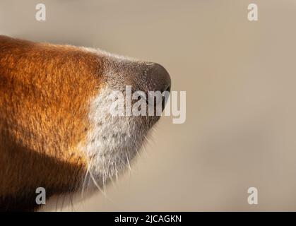 close up of a brown dogs nose and snout Stock Photo