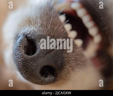 Closeup of teeth and nose of young puppy dog Stock Photo