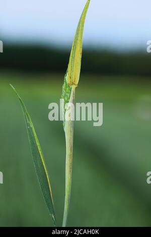 Discolored leaves of spring wheat caused by nutrient deficiencies or infection by a crop pathogen. Stock Photo