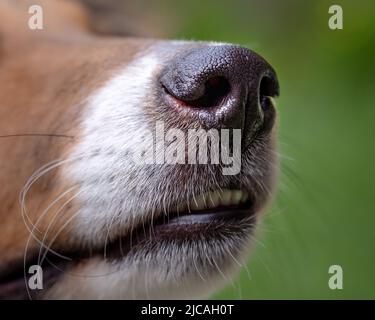 Sheltie dog closeup of nose and bottom teeth Stock Photo