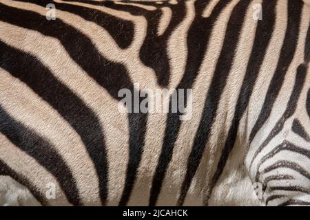 Original zebra skin texture. Creative natural background Stock Photo