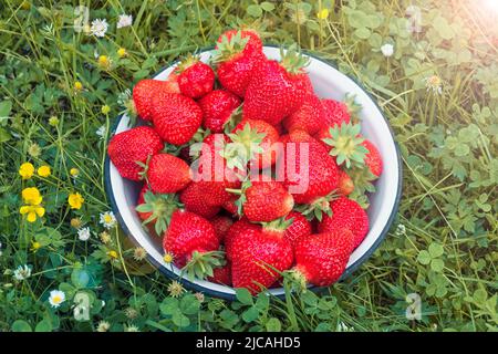 Bowl full of big fresh strawberries on the green grass Season harvest in the garden. Delicious sweet berries Stock Photo