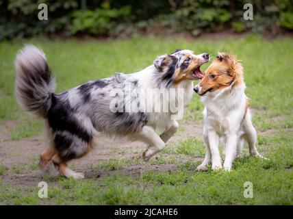 Australian shepherd dog barking at young sheltie puppy at the dog park Stock Photo