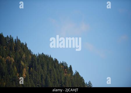 Autumn colored tree tops in the foreground against a clear blue sky Stock Photo