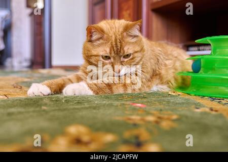 Close up funny big ginger cat pet lying on carpet at home Stock Photo