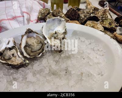 fresh homegrown oysters half-open and ready to be enjoyed at the table Stock Photo