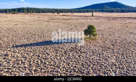 Lone pine tree aerial with distinct shadow in desert plains Stock Photo