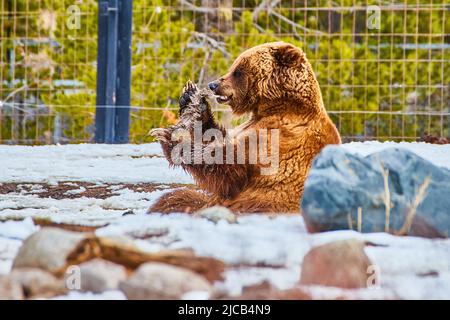 Tamed park bear tearing at food in fenced and snowy area Stock Photo