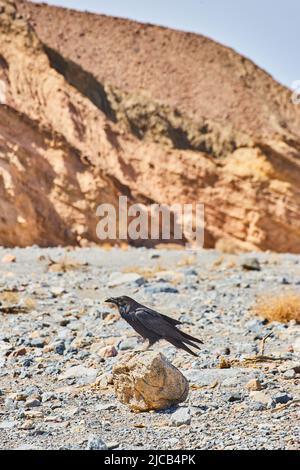 Small rock with crow resting on top and mountains in distance Stock Photo