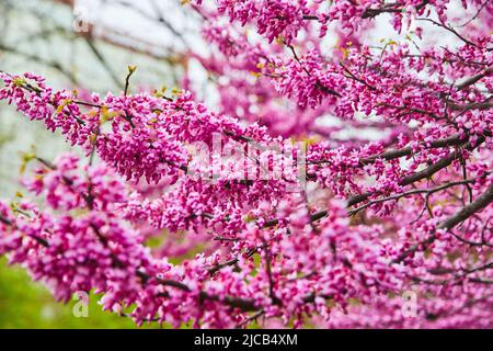 Spring cherry blossom tree branches covered in vibrant pink flowers Stock Photo