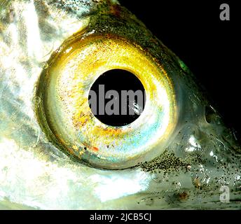 Juvenile yelloweye mullet (Aldrichetta forsteri Stock Photo - Alamy