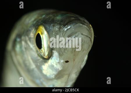 Juvenile yelloweye mullet (Aldrichetta forsteri Stock Photo - Alamy