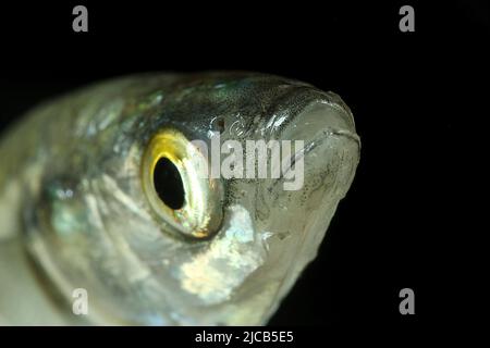 Juvenile yelloweye mullet (Aldrichetta forsteri Stock Photo - Alamy