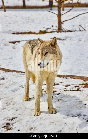 Lone white wolf standing in snow at park Stock Photo