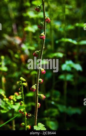 Tiny red flowers on vine in early spring Stock Photo