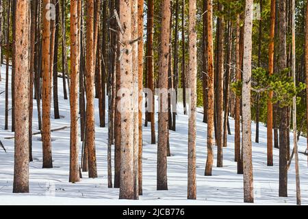 Snow-covered ground with wall of pine tree trunks Stock Photo