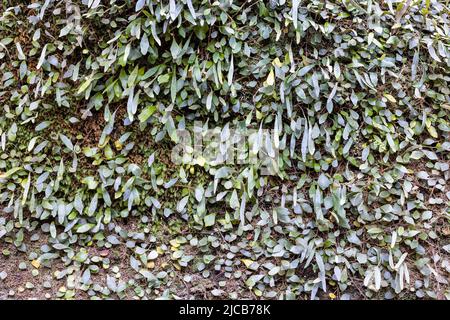 Moss and ferns growing on rock Stock Photo