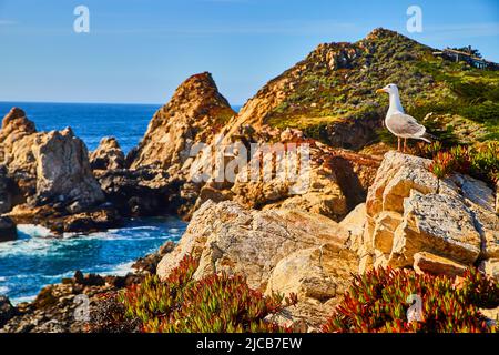 Lone seagull on cliffs with spring flowers by ocean Stock Photo
