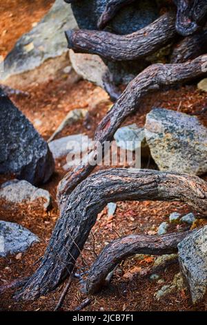 Rock layers with tree roots in the historic castle moat of Altentahann ...