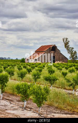 Red farmhouse in spring with baby fruit trees Stock Photo