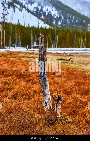 Lone tree trunk in orange grassy fields surrounded by snowy forest hills Stock Photo