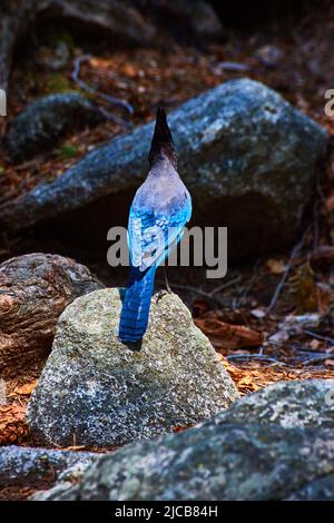 Stunning Steller's Jay blue bird on rock from back in sunlight Stock Photo