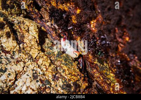 Small crab hiding inside crack in rocks Stock Photo