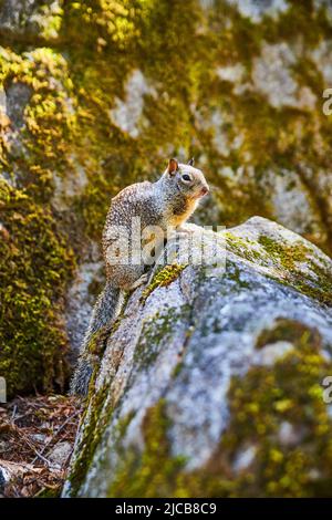 Portrait of adorable ground squirrel in Yosemite mountains posing on mossy rocks Stock Photo