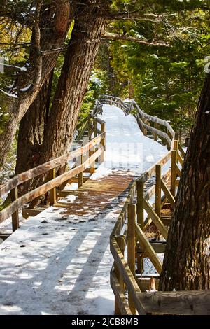 Snowy boardwalk through the trees in park Stock Photo