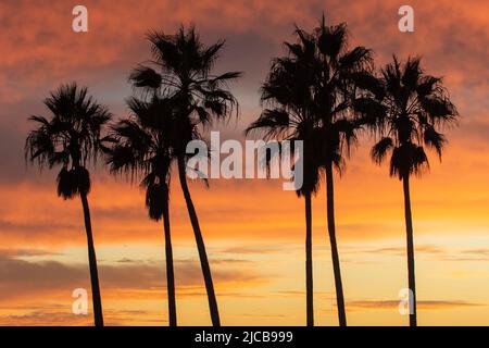 Palm trees silhouetted against colorful orange yellow sunset sky Stock Photo