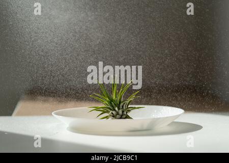 Closeup of air plant Tillandsia on plate while being sprayed with water from spray bottle, easy care Stock Photo