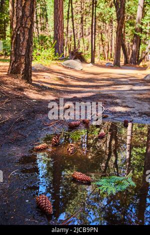 Puddle filled with pinecones on hiking trail in beautiful forest Stock Photo