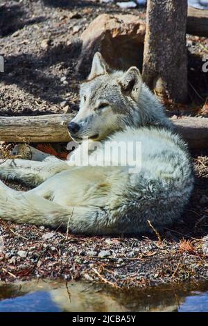 Lone grey wolf laying on ground resting Stock Photo