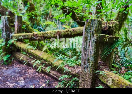 Old decayed fence covered in moss by the road Stock Photo