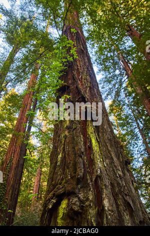 Looking up at old Redwood tree in ancient forest Stock Photo