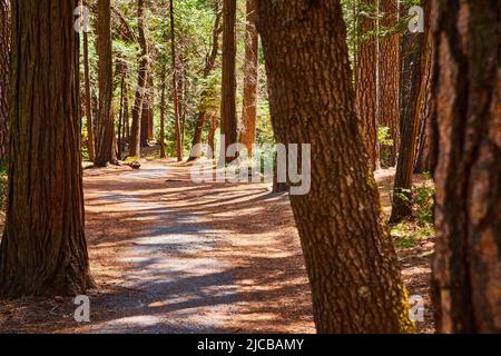 Simple hiking path covered with pine needles in serene forest Stock Photo