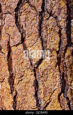 Tree bark textural asset detail of cracks and moss Stock Photo