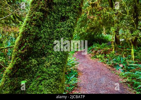 Tree trunk covered in moss next to hiking trail Stock Photo
