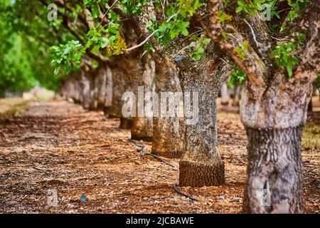 Tree trunks in detail of row of almond trees in farm Stock Photo