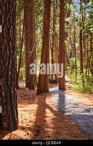 Paved hiking path winding through pine trees with needles covering floor Stock Photo