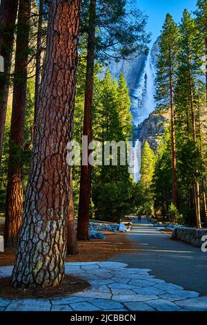 Pine trees line hiking path leading to Yosemite Falls covered in frost in early spring Stock Photo