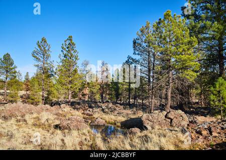 Small creek in desert with pine trees Stock Photo